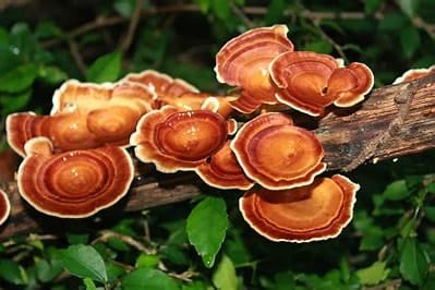 San Bao The Three Treasures